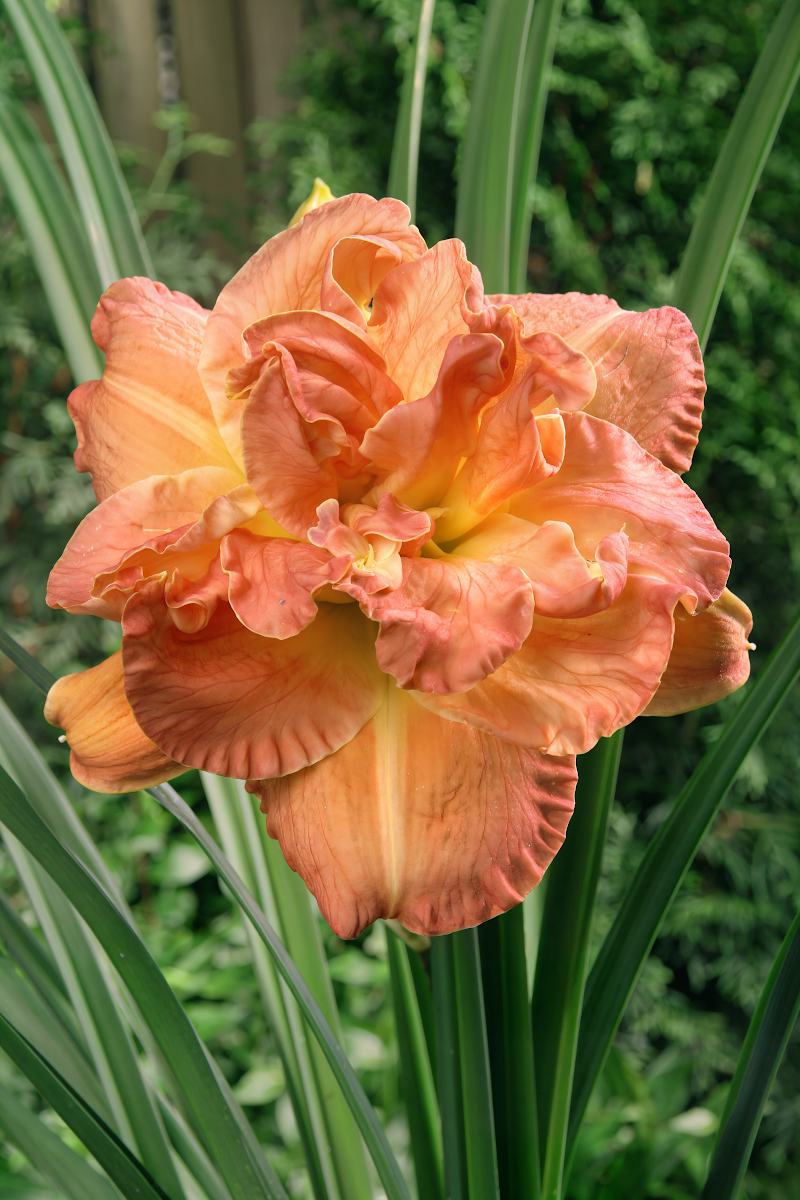 Hemerocallis 'Candlelight Dinner' in piena fioritura, giglio diurno giallo crema doppio in giardino