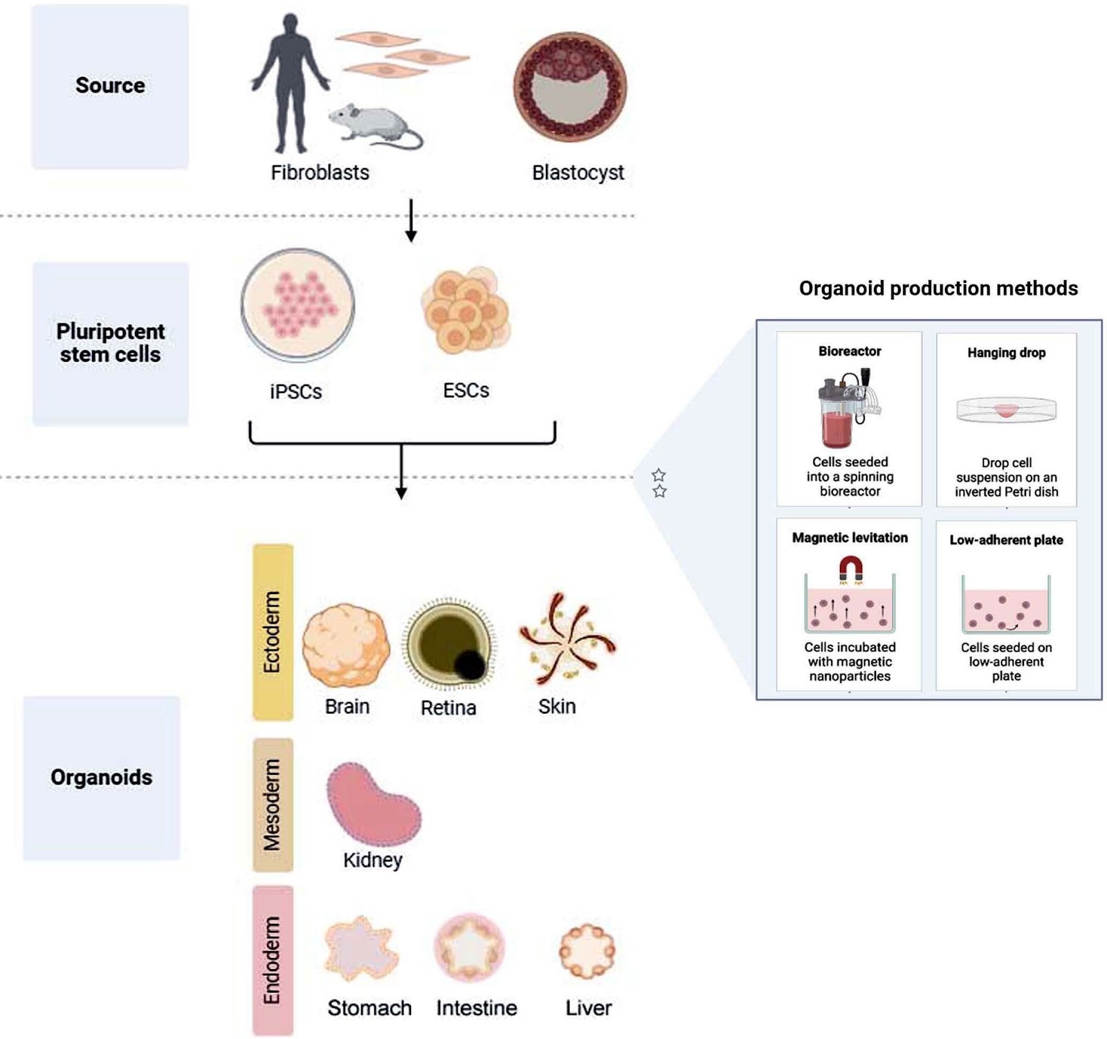 From gut to liver: organoids as platforms for next-generation toxicology assessment vehicles for xenobiotics