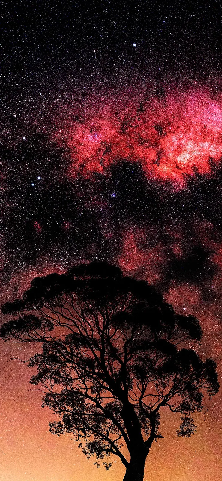 Tree Under Cosmic Red Nebula - Landscape Astrophotography Full HD iPhone Wallpaper (1284x2778)