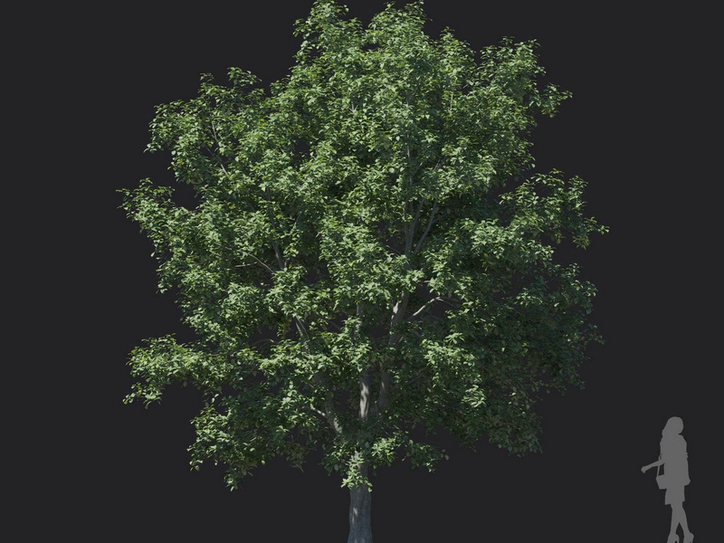Maxtree - Plant Models Vol.121