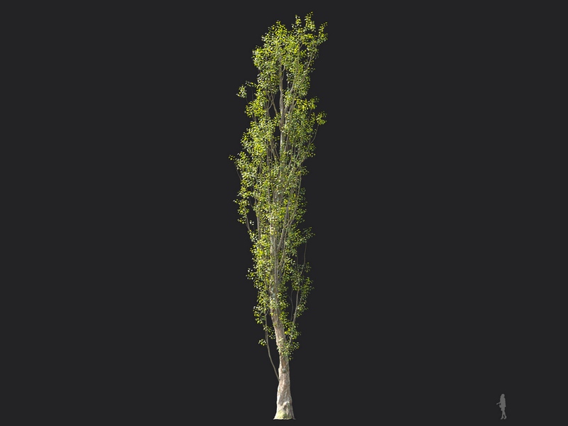 Maxtree - Plant Models Vol.124