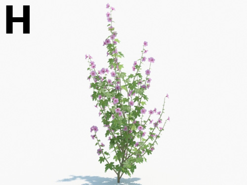 Maxtree - Plant Models Vol.3