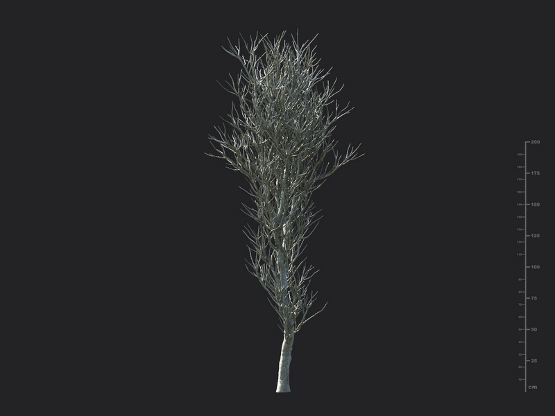 Maxtree - Plant Models Vol.130
