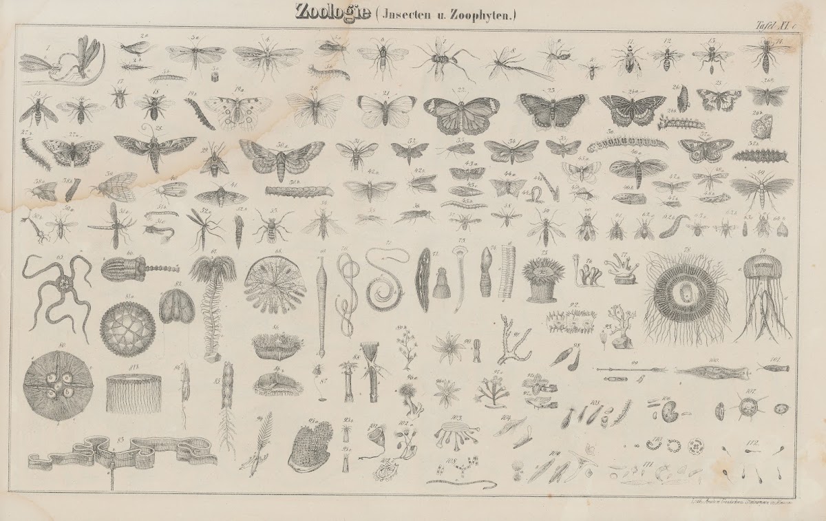Atlas der Abbildungen Pierers Universal Lexikon Pl18 1848