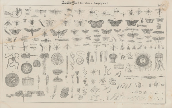 Atlas der Abbildungen Pierers Universal Lexikon Pl18 1848