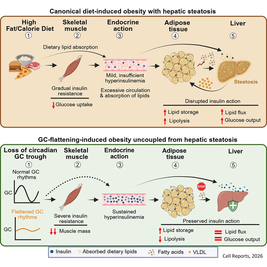 Disrupted glucocorticoid rhythms selectively induce severe skeletal muscle insulin resistance and uncouple obesity from hepatic steatosis