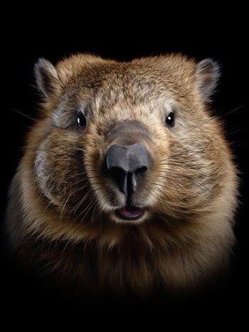 Wombat Face Picture