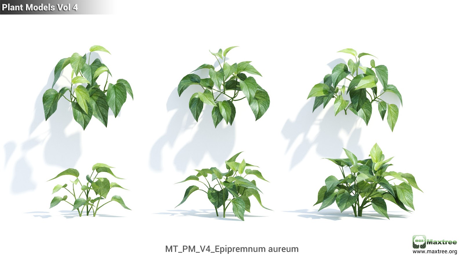 Maxtree - Plant Models Vol.4