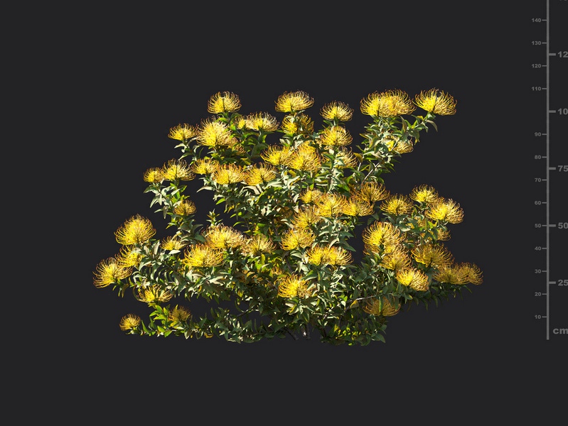 Maxtree - Plant Models Vol.119