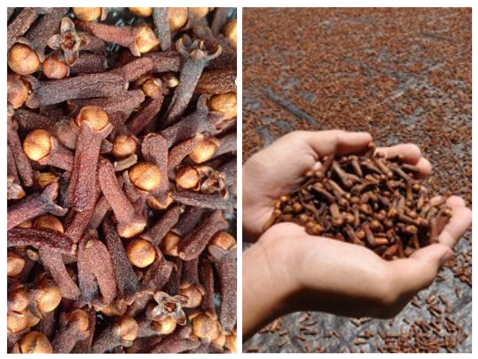 Dry Cloves