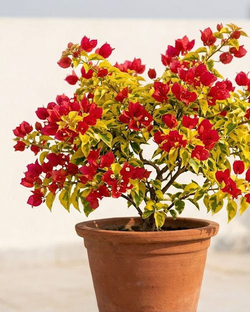 Imported Golden Brezza Red Bougainvillea Plant