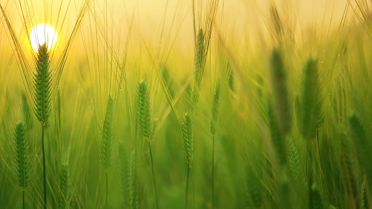 제주도 가족여행 리조트 가격별 예약 전략과 할인 활용법