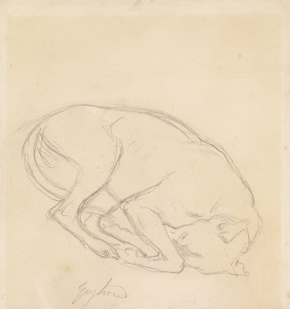 Studies of a chin a sleeping dog annotated greyhound 1849