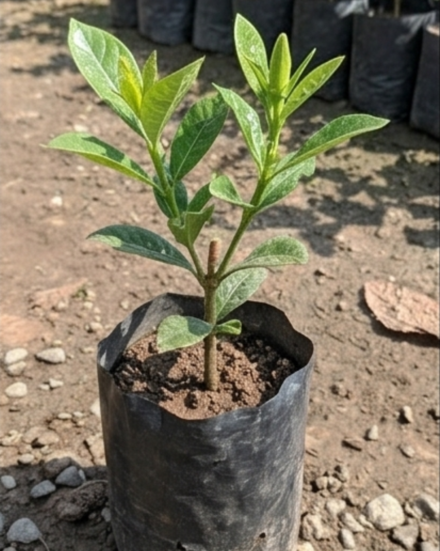 Gondhoraj Double Petal Plant — view 4