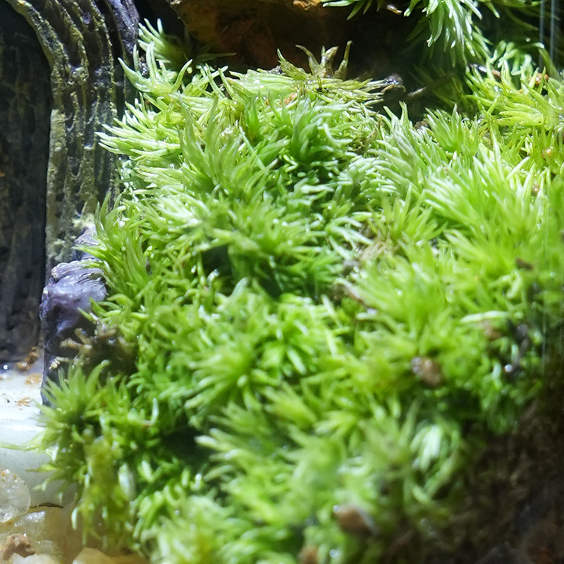 Miniature garden in glass, handcrafted