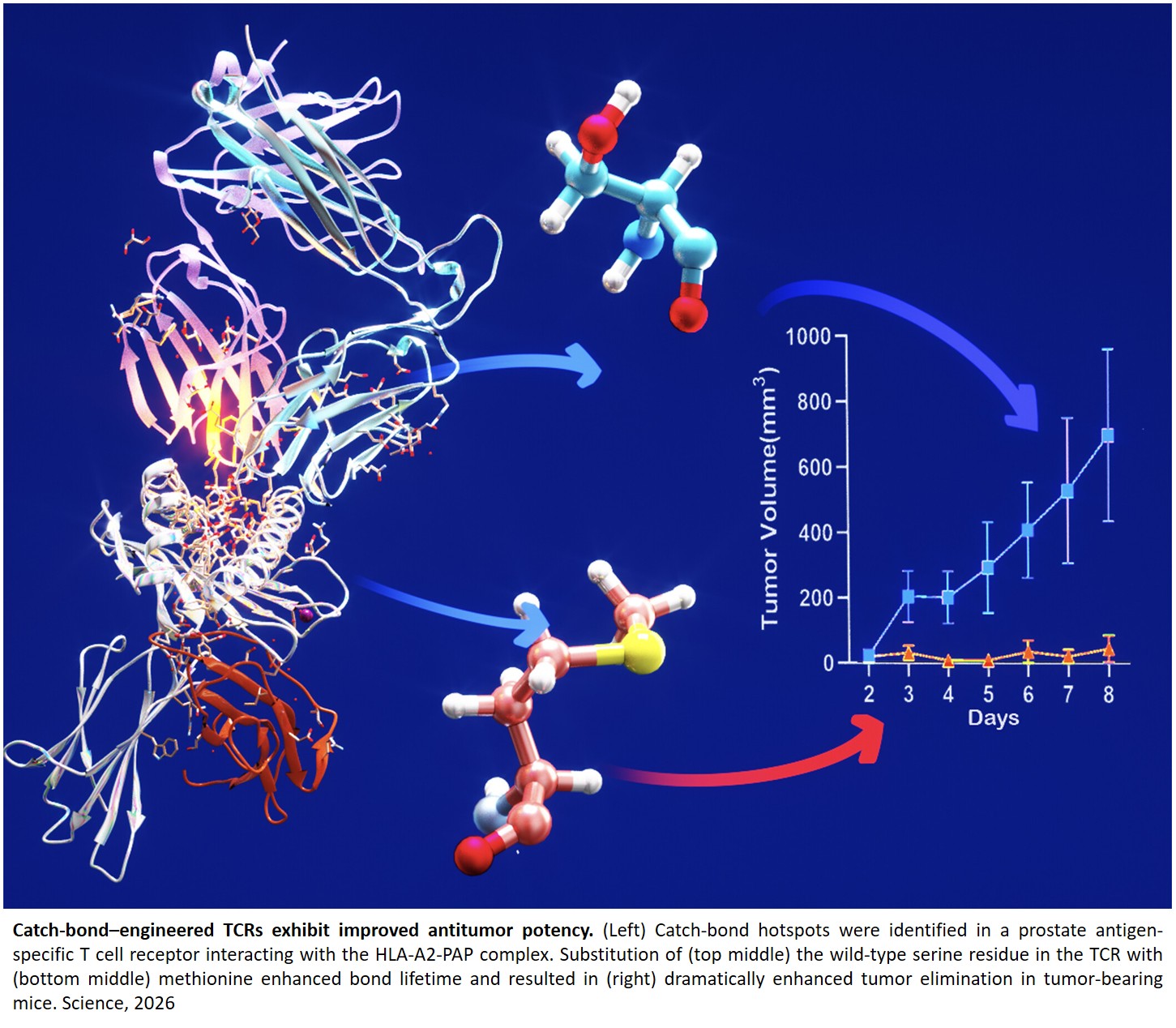 Catch-bond engineering “turbocharge” T cells to attack prostate cancer