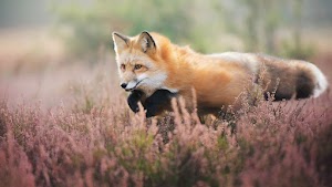 Fox Wallpaper