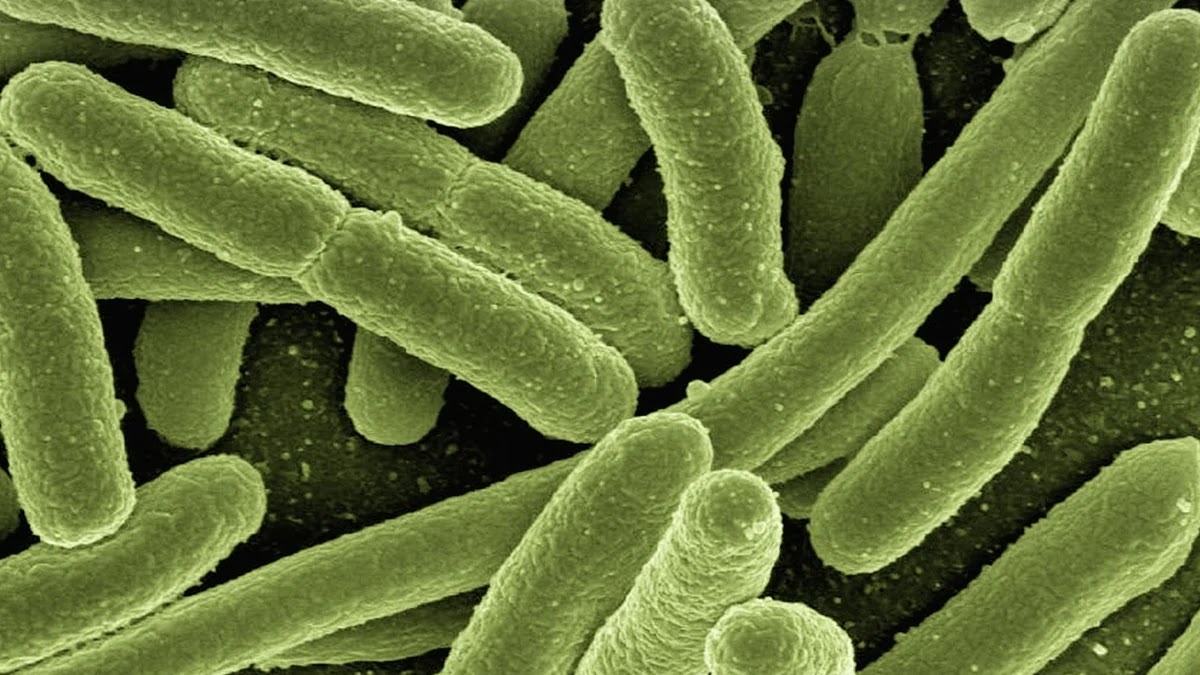 유산균과 프로바이오틱스 차이, 내게 맞는 선택법