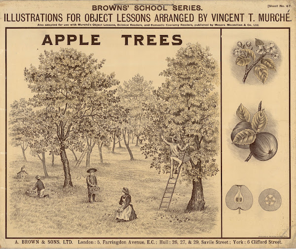 Apple Trees 1905