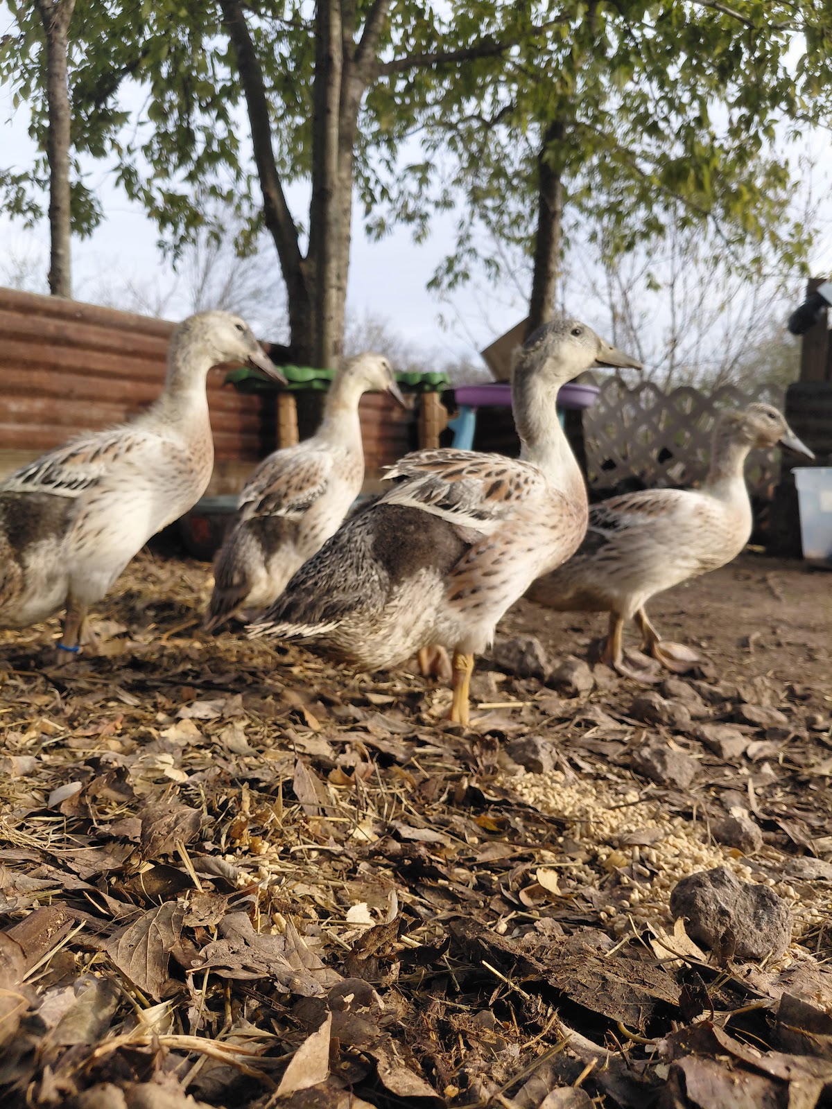 Welsh Harlequin Duckling