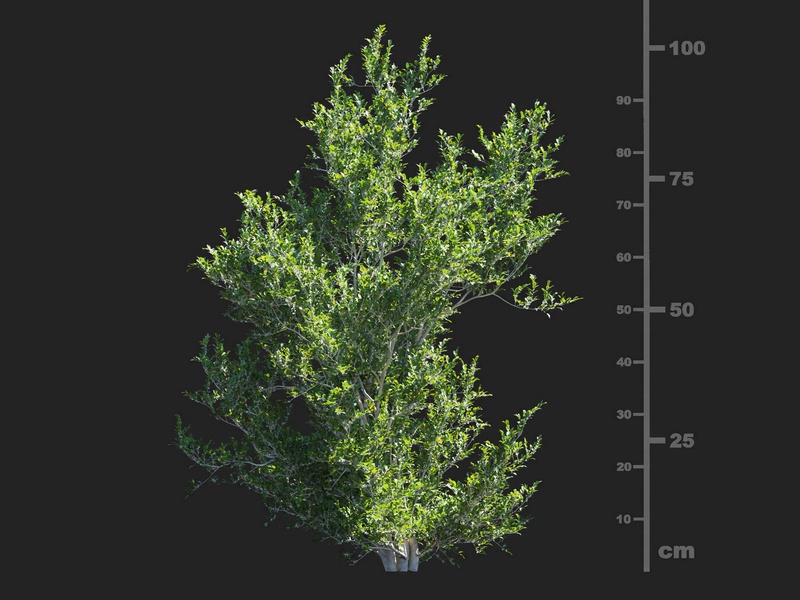Maxtree - Plant Models Vol.112
