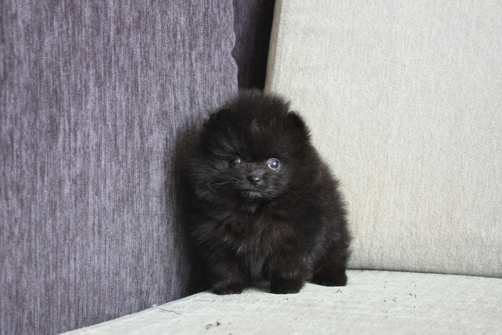 1/10出生 高端優質茶杯松鼠博美黑色妹妹