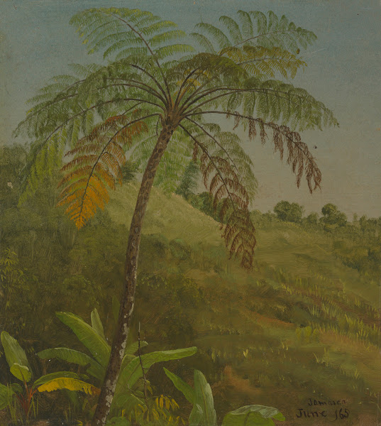 Palm Tree Jamaica 1865