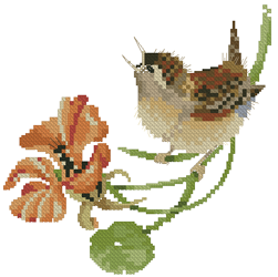 CMP VPSW569 Simply Wren