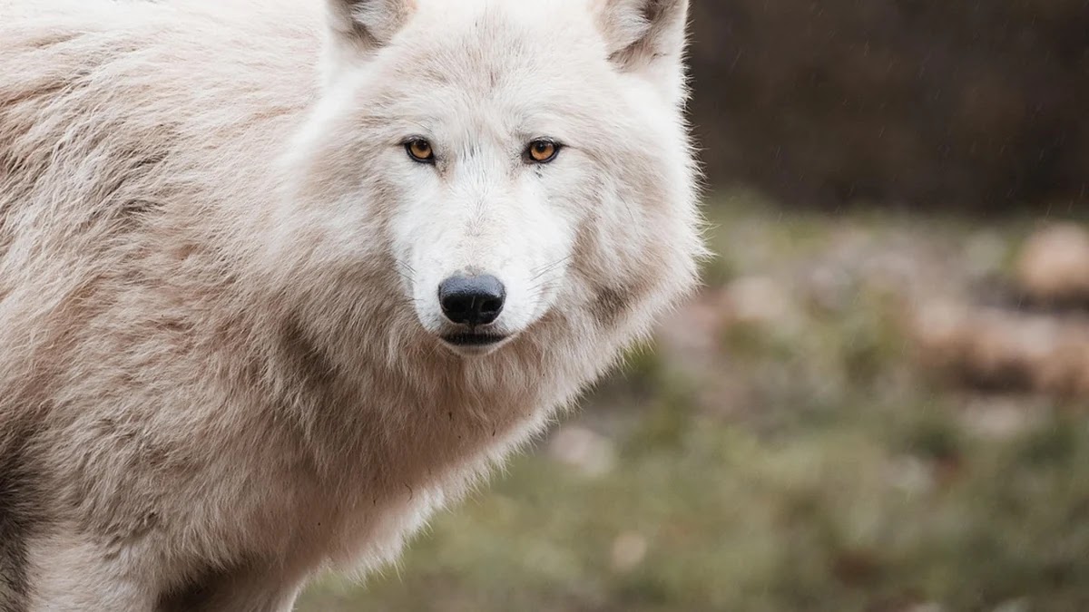 늑대와 양치기 소년 속담의 심리학적 의미와 현대 사회에서의 적용