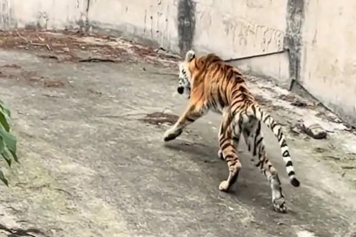 Hổ gầy trơ xương trong vườn thú khiến du khách sững sờ - Tạp chí Người Đưa Tin