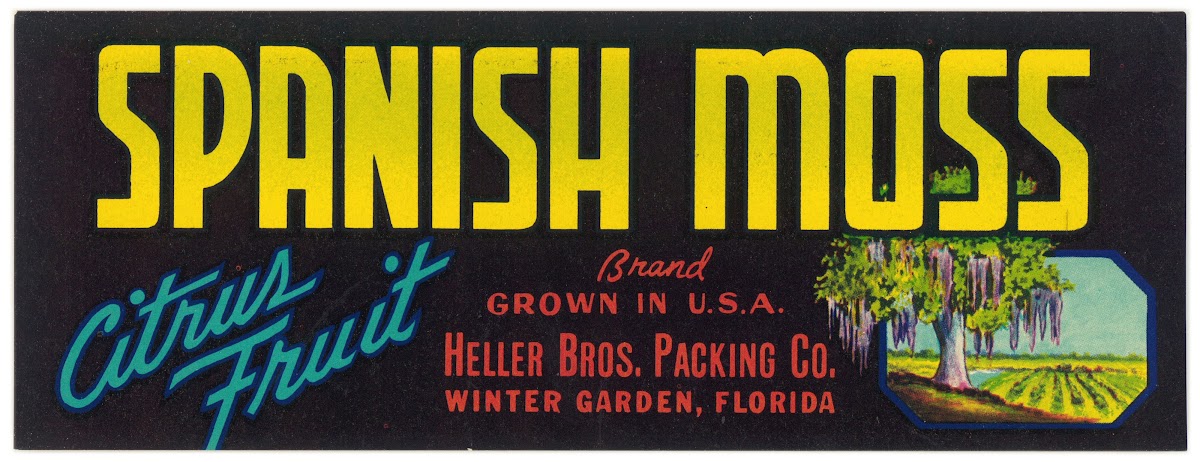 Spanish Moss Brand Citrus Fruit Label 1930 1950