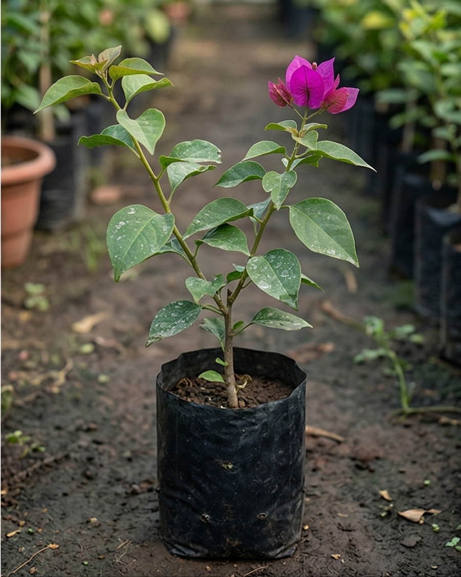 Imported Elizabeth Angus Bougainvillea Plant — view 2