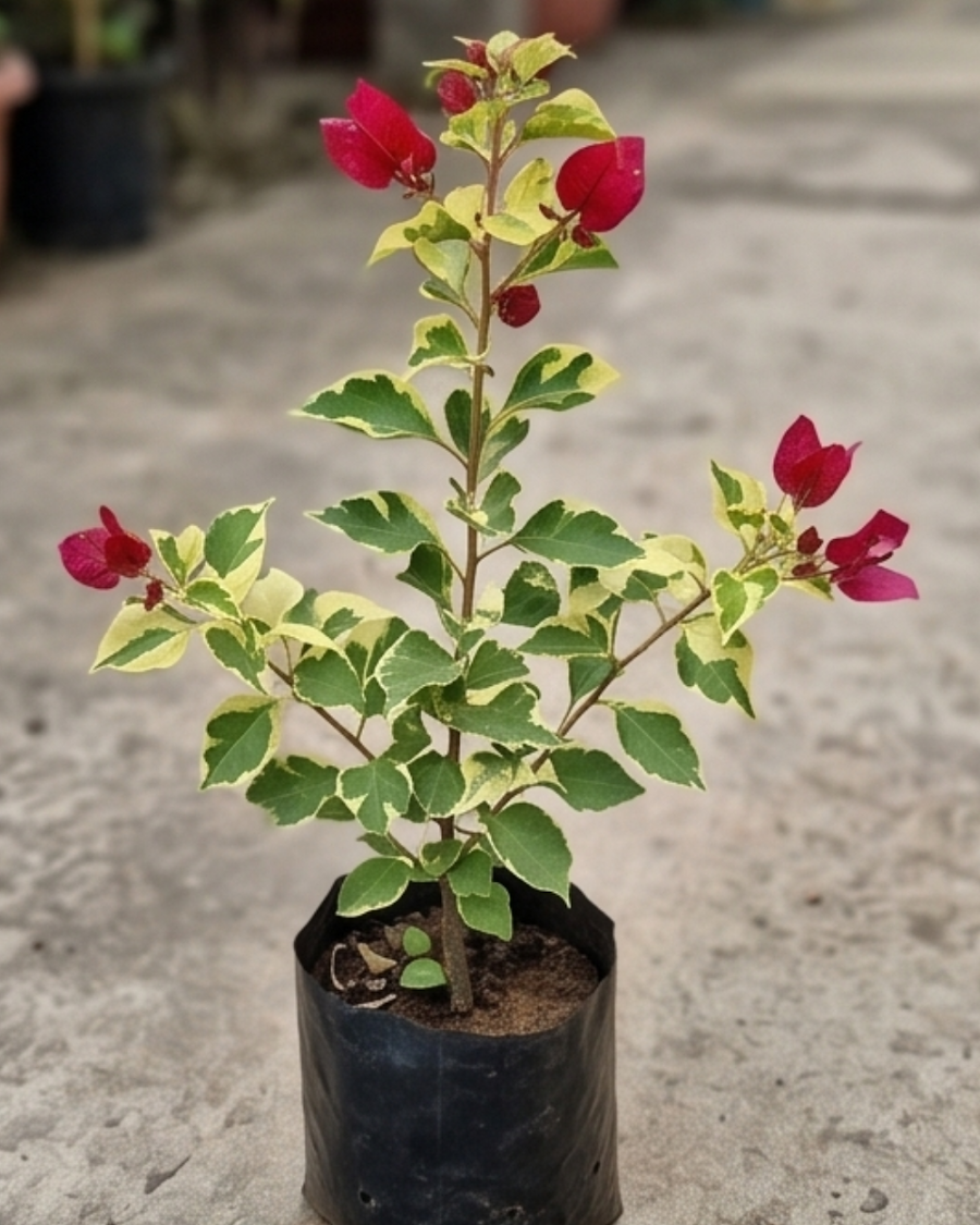 Imported Sunstone Red Bougainvillea Plant — view 3