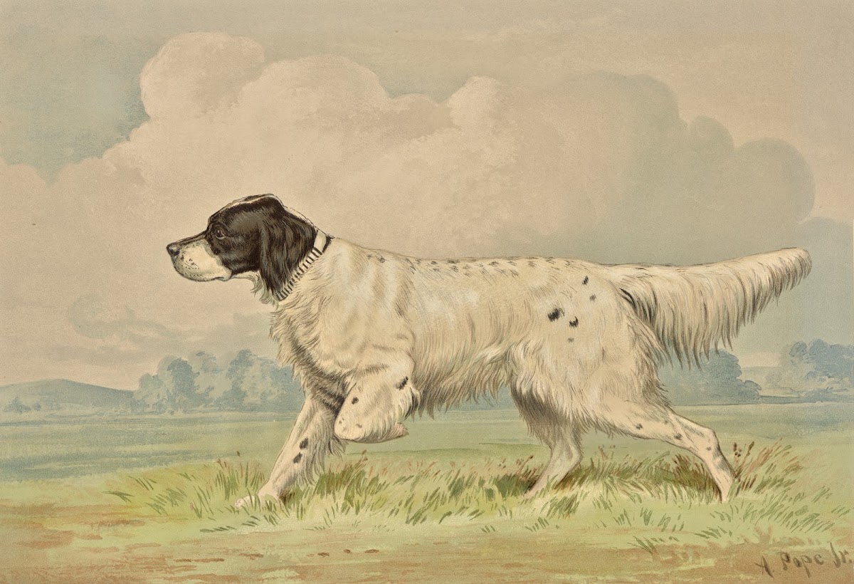 Standing Spotted Retriever pointing left 1880