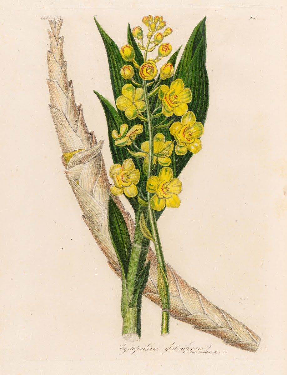Cyrtopodium glutiniferum 1818 1824