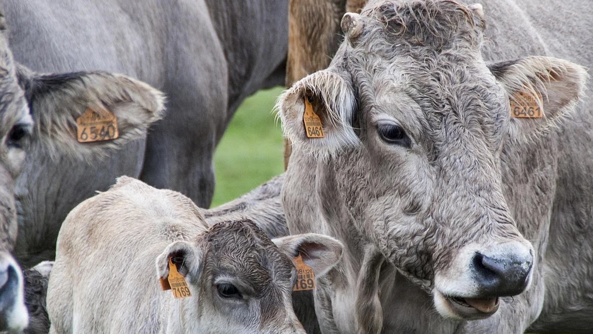 IPO 단계별 자금 조달 구조와 투자자 유치 전략
