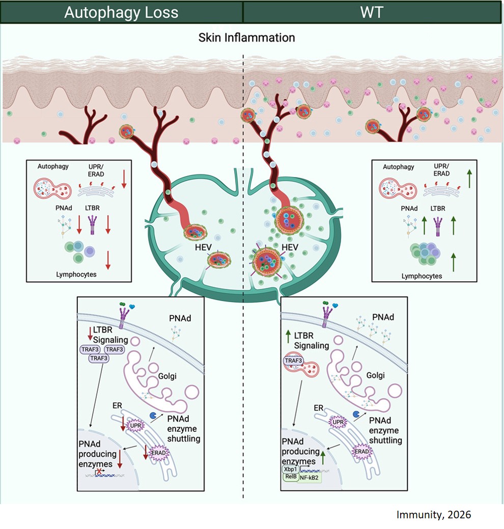 Autophagy maintains high endothelial venule identity and function during inflammation