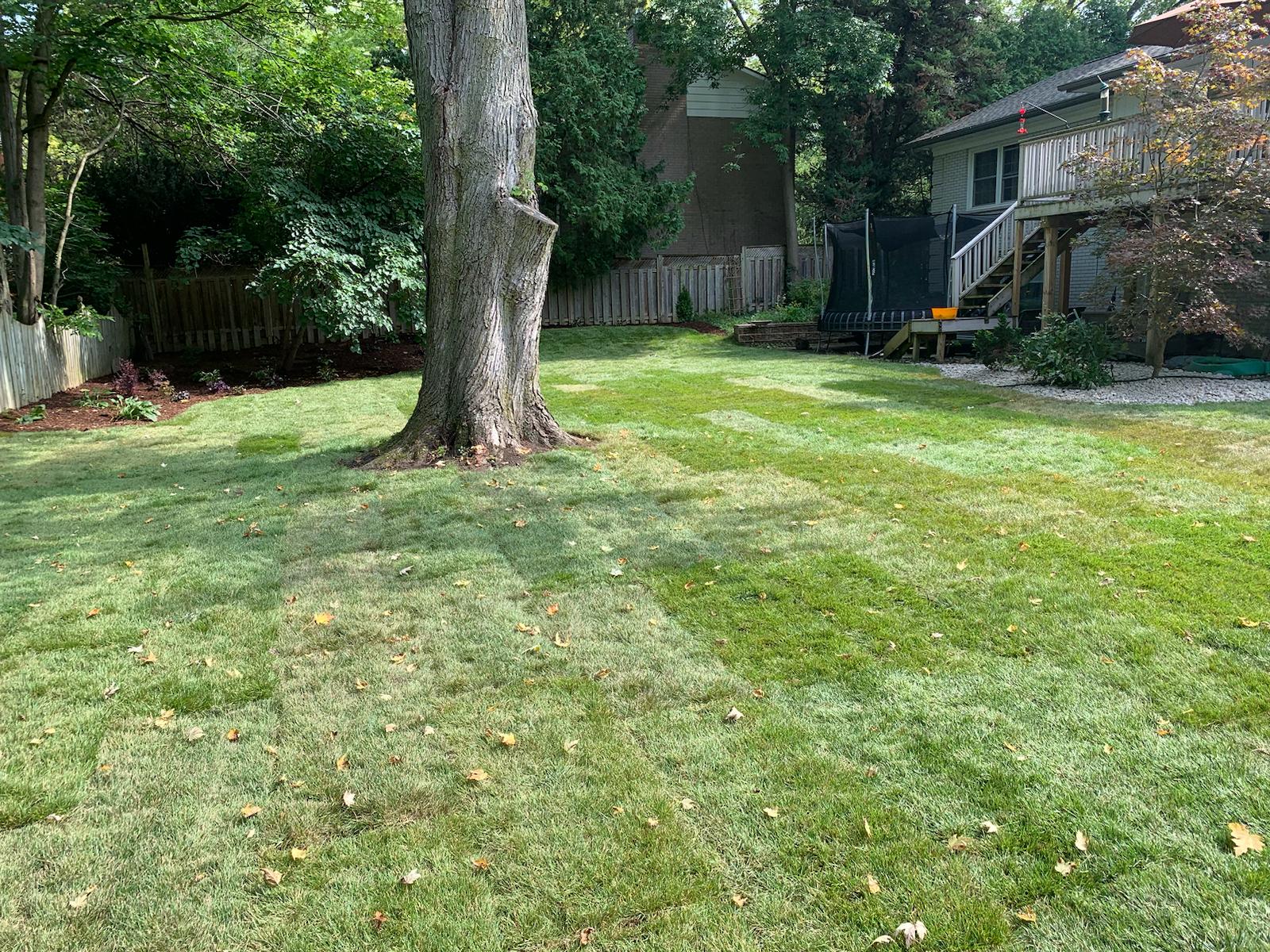 Fresh sod installation and new lawn setup in London, Ontario