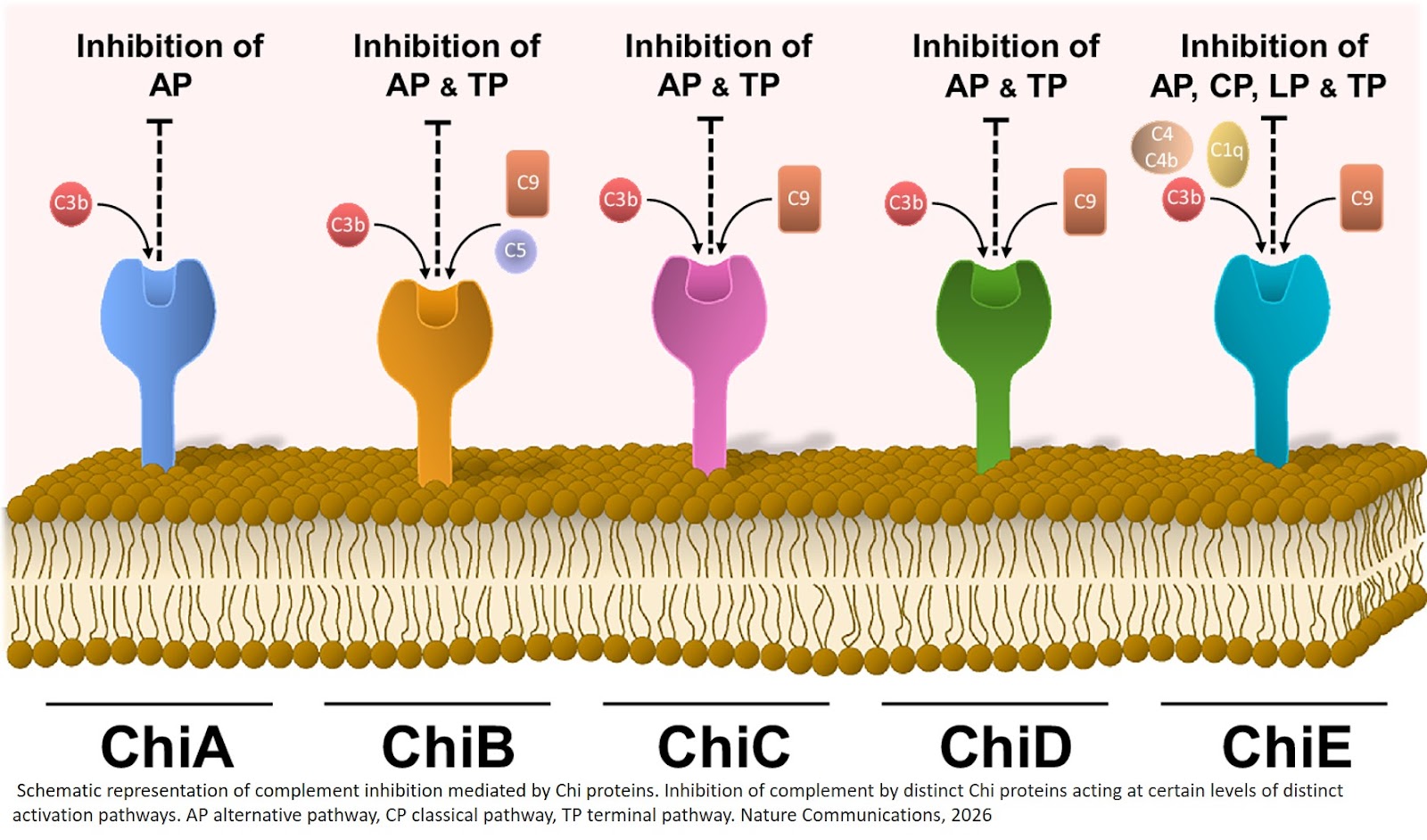 Complement inhibition by a unique cluster of immunomodulatory outer surface proteins of Borrelia recurrentis