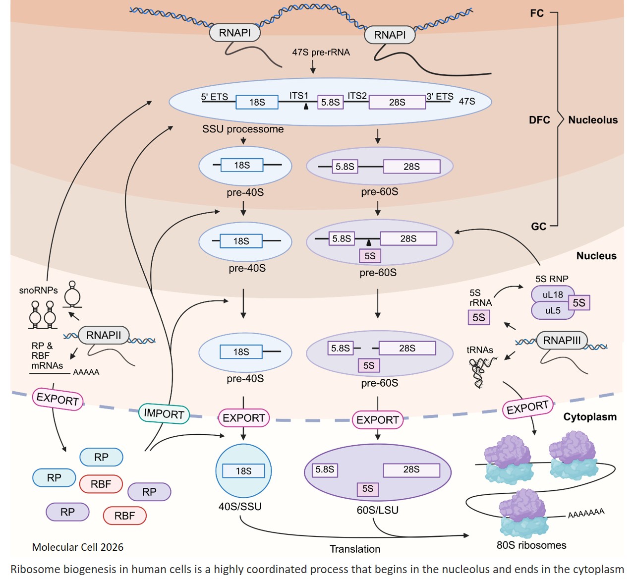 Signaling to make human ribosomes: Connections between the cytoplasm and the nucleolus