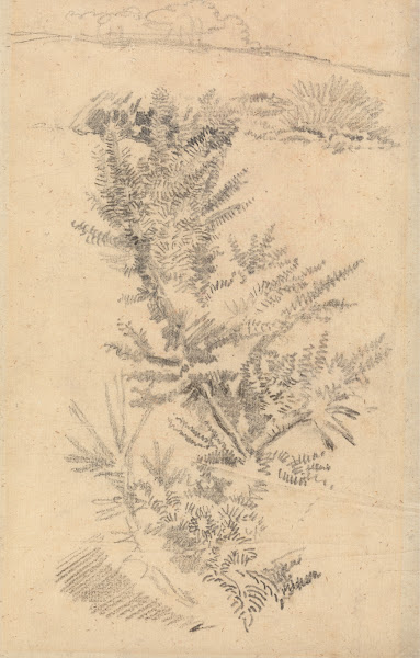 Study of Trees etc in a Meadow 1866