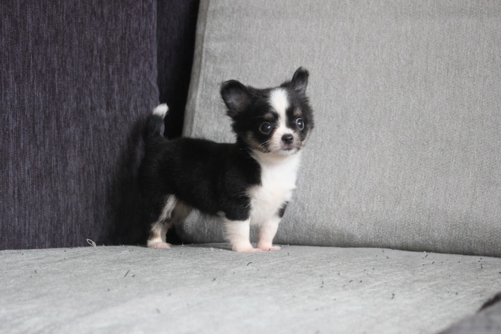 1/5出生 高端優質迷你長毛吉娃娃黑領巾妹妹