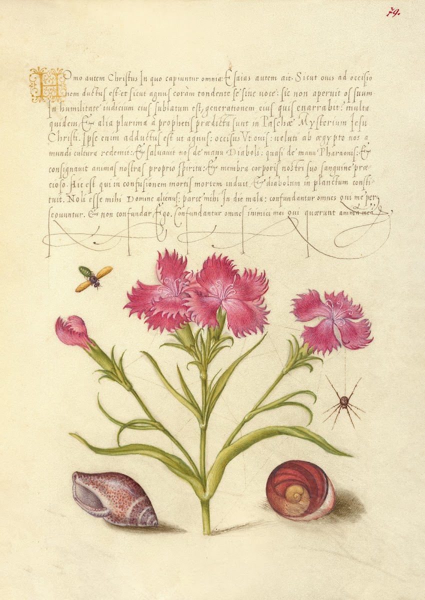 Insect Sweet William Spider Marine Mollusk and Eye of Santa Lucia 15611596