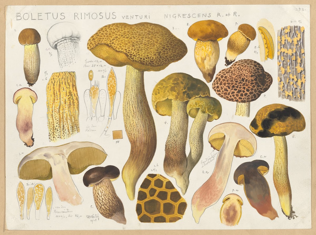 Boletus rimosus Venturi nigrescens R et R 1915 1945