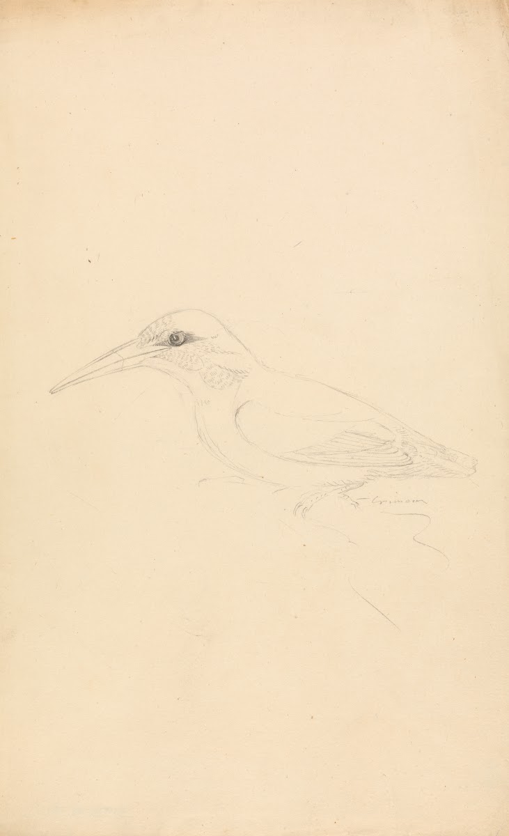 A Kingfisher