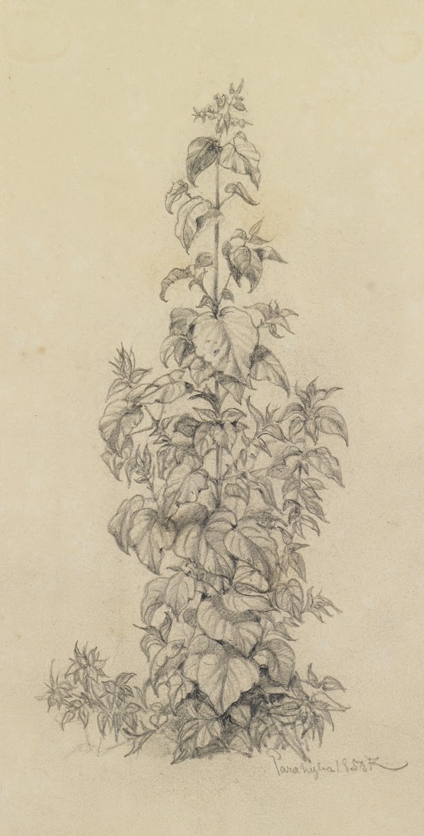 Pflanzenstudie X schmal hochragende Pflanze 1858