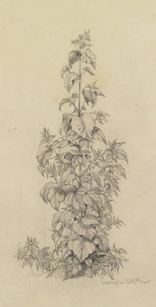 Pflanzenstudie X schmal hochragende Pflanze 1858