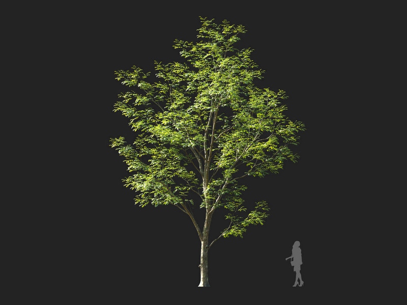 Maxtree - Plant Models Vol.114