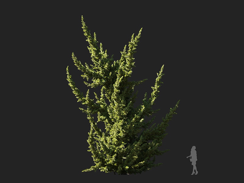 Maxtree - Plant Models Vol.132