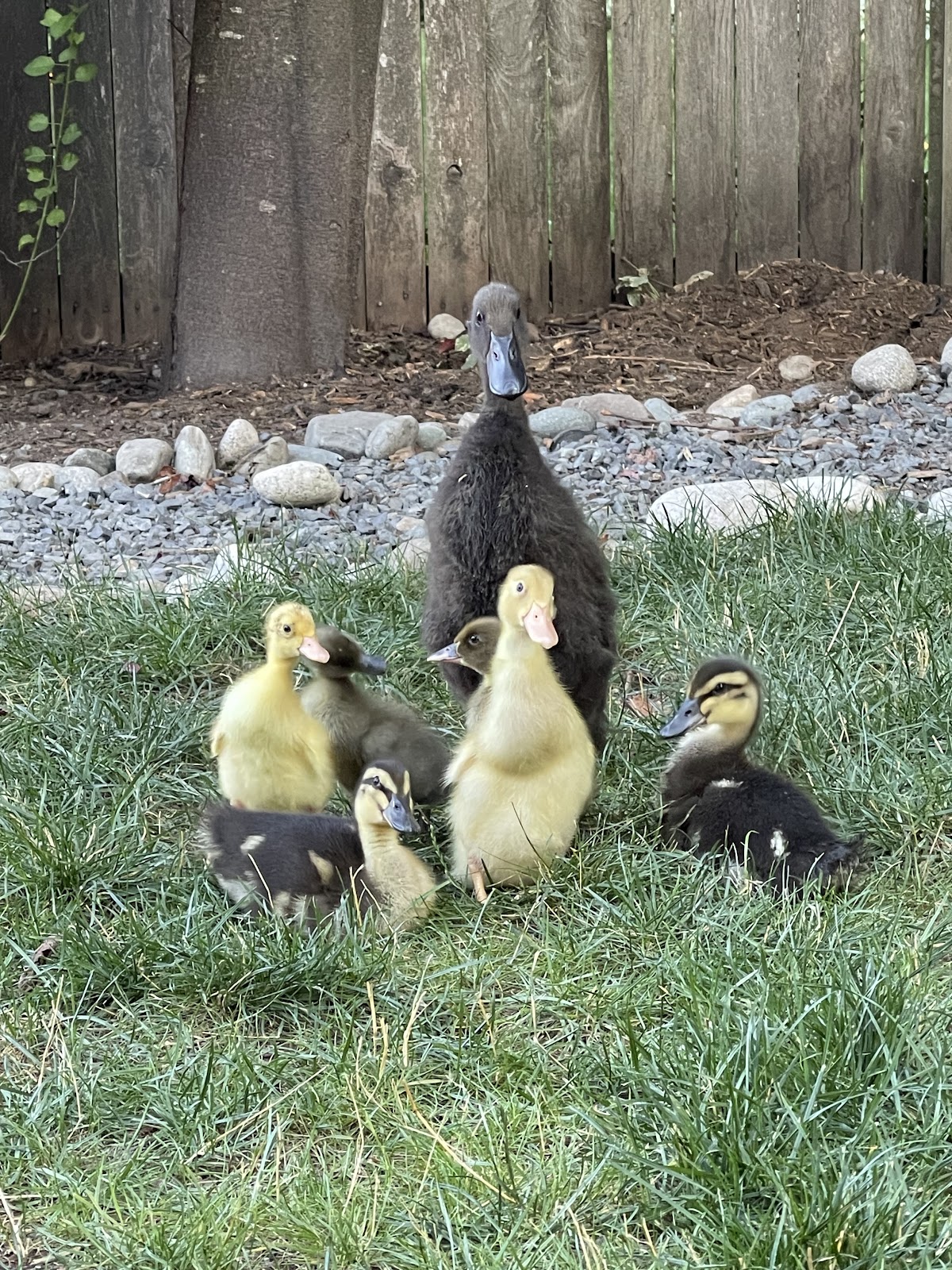 Black Runner Duckling